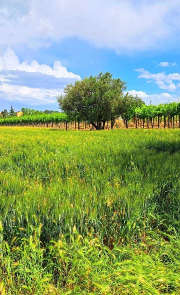terreno agricolo in vendita a Rocca San Giovanni