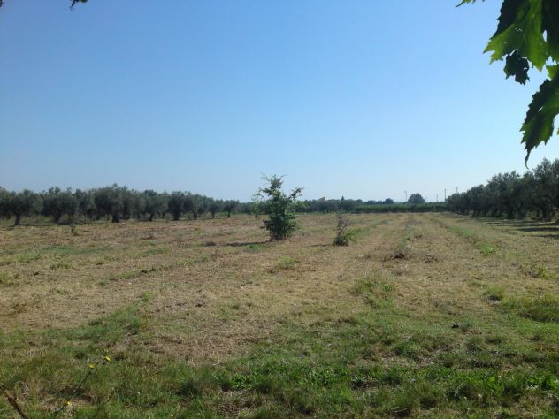 terreno agricolo in vendita a Rocca San Giovanni