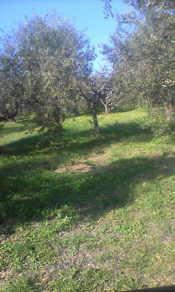 terreno agricolo in vendita a San Giovanni Teatino