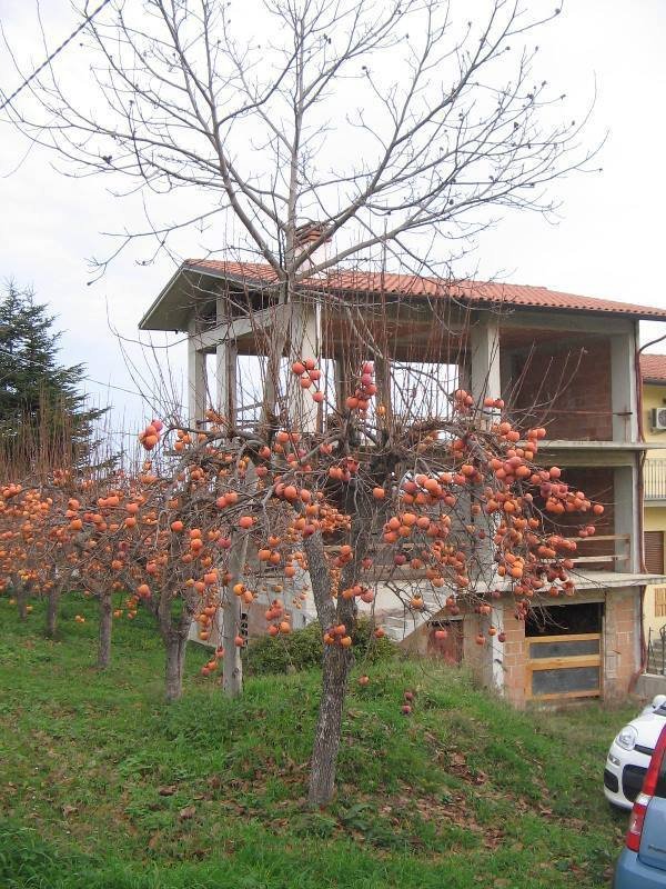 casa indipendente in vendita a San Martino sulla Marrucina