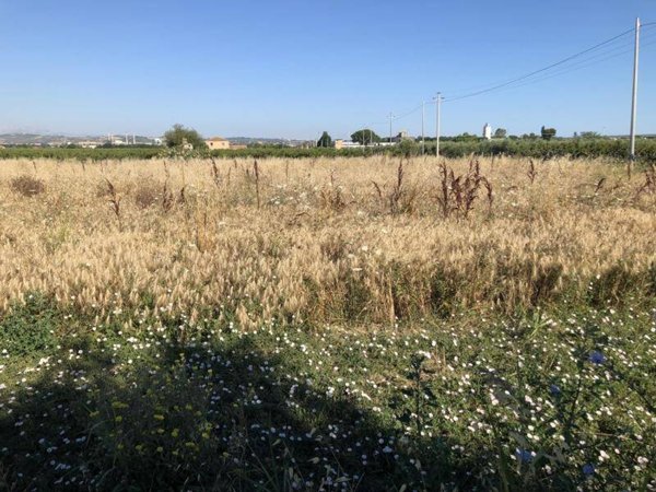 terreno agricolo in vendita a San Salvo