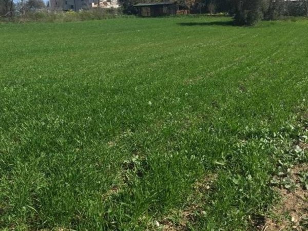 terreno agricolo in vendita a San Salvo