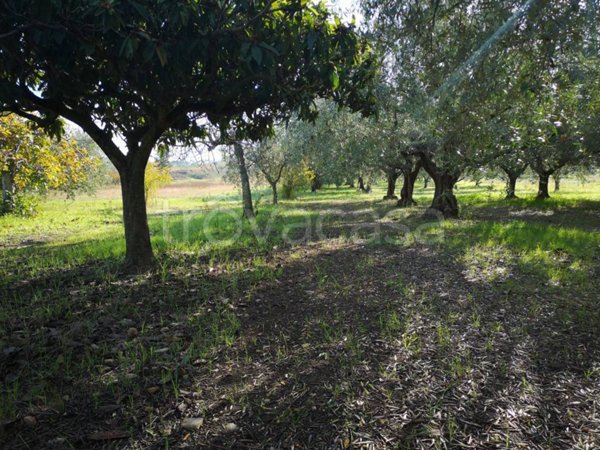 terreno agricolo in vendita a San Salvo