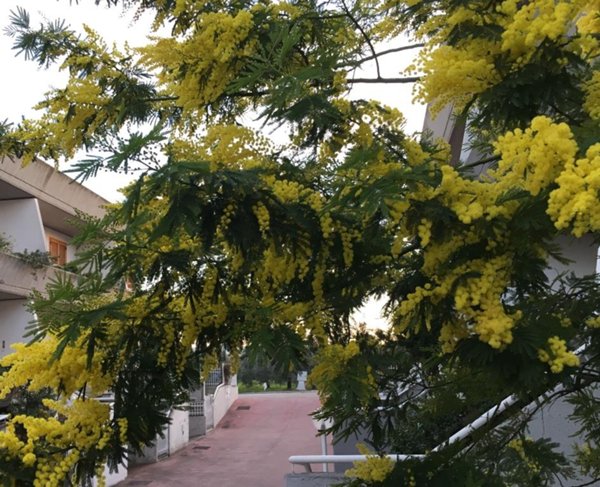 casa indipendente in vendita a San Salvo