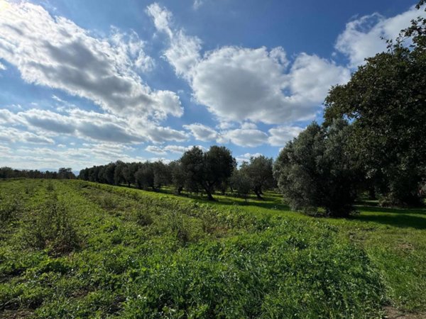 terreno agricolo in vendita a San Salvo