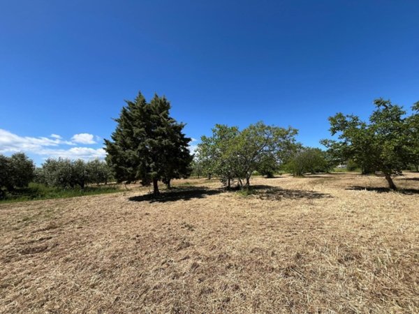 terreno agricolo in vendita a San Salvo