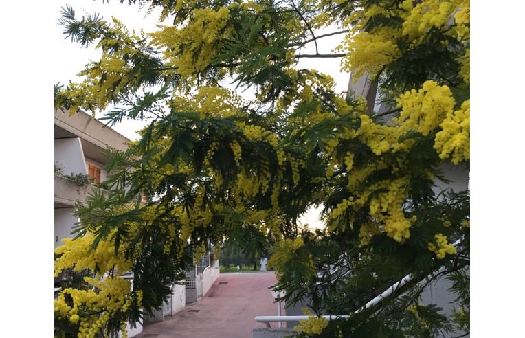 casa indipendente in vendita a San Salvo