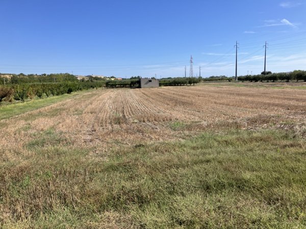 terreno agricolo in vendita a San Salvo