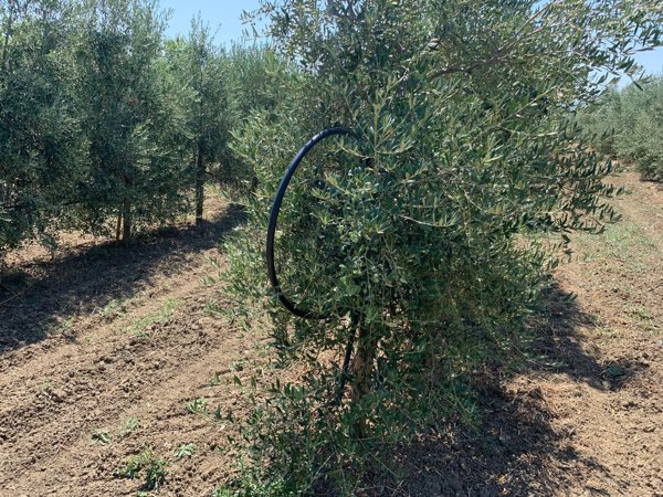 terreno agricolo in vendita a San Salvo