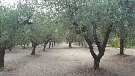 terreno agricolo in vendita a Santa Maria Imbaro