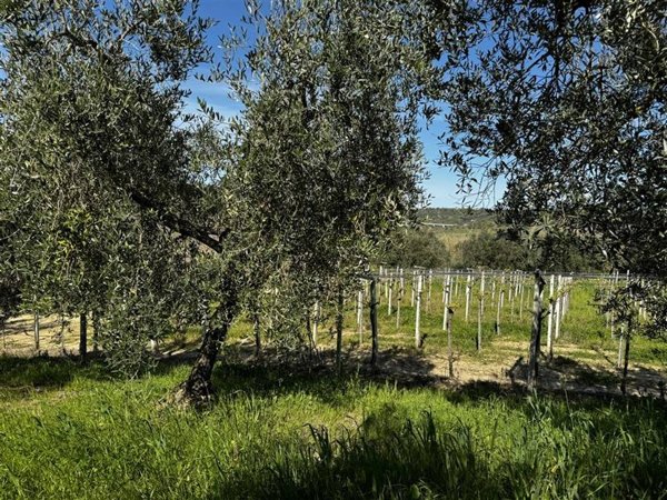 terreno agricolo in vendita a San Vito Chietino