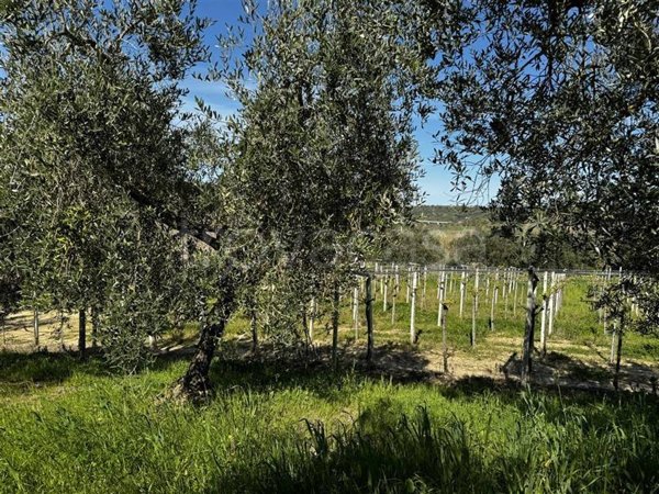 terreno agricolo in vendita a San Vito Chietino