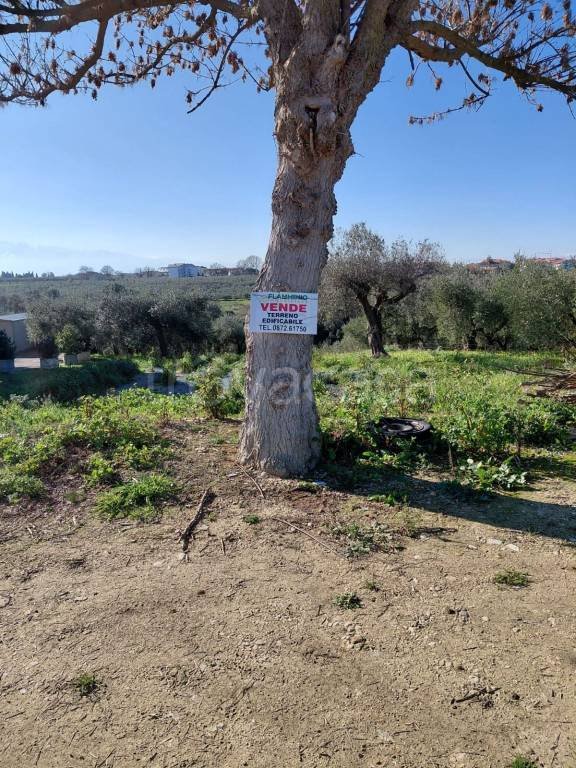 terreno agricolo in vendita a San Vito Chietino