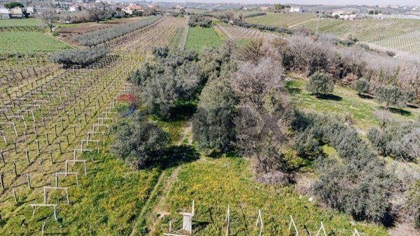 terreno agricolo in vendita a Scerni