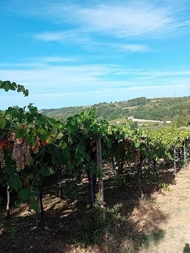 terreno agricolo in vendita a Tollo in zona Collesecco