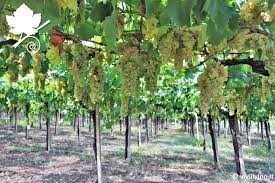 terreno agricolo in vendita a Tollo