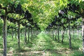 terreno agricolo in vendita a Tollo