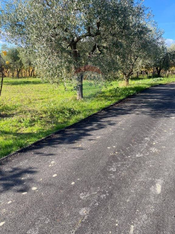 terreno agricolo in vendita a Tollo