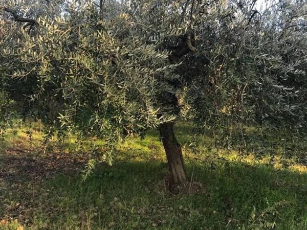 terreno agricolo in vendita a Torino di Sangro