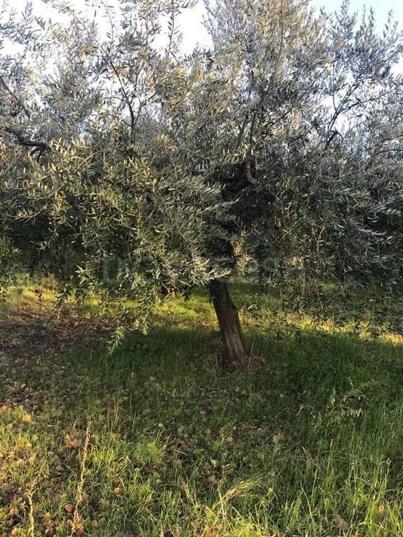 casa indipendente in vendita a Torino di Sangro