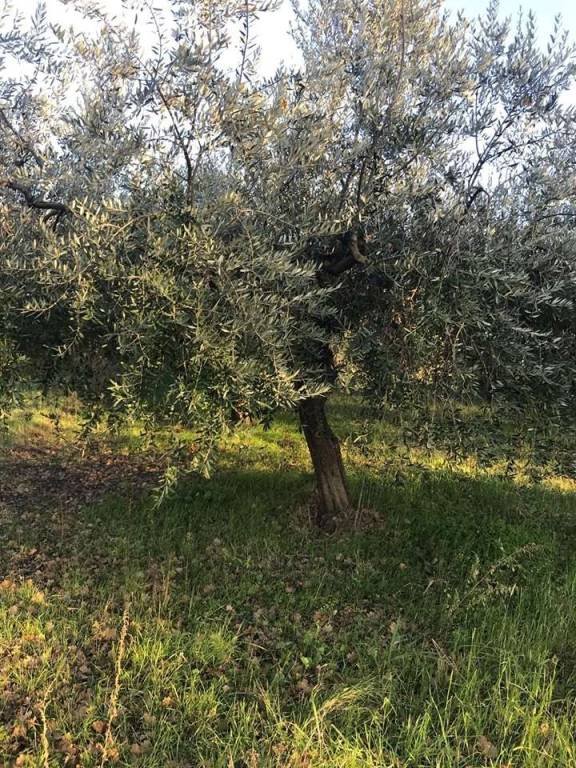 casa indipendente in vendita a Torino di Sangro