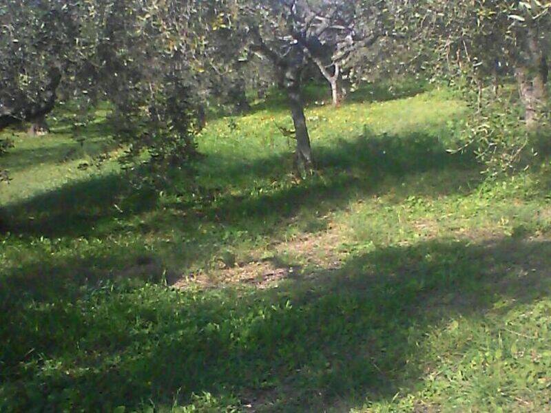 terreno agricolo in vendita a Torrevecchia Teatina