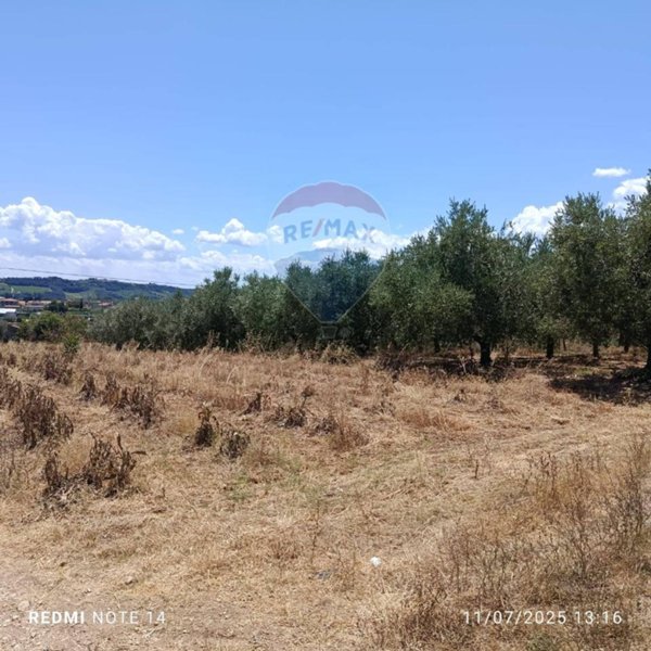 terreno agricolo in vendita a Torrevecchia Teatina