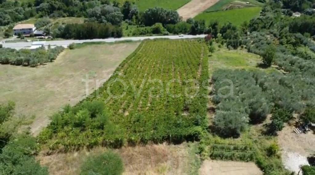 terreno agricolo in vendita a Torrevecchia Teatina
