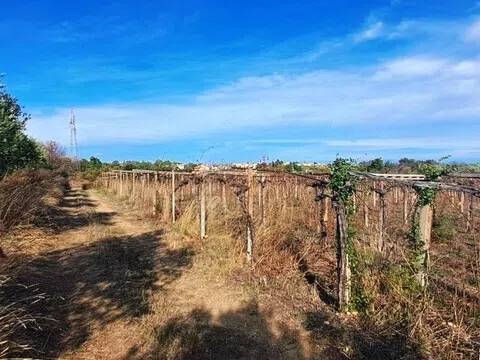 terreno agricolo in vendita a Torrevecchia Teatina