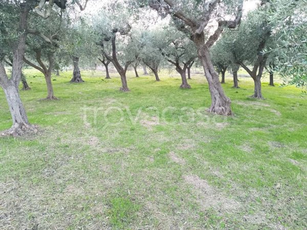 terreno agricolo in vendita a Treglio