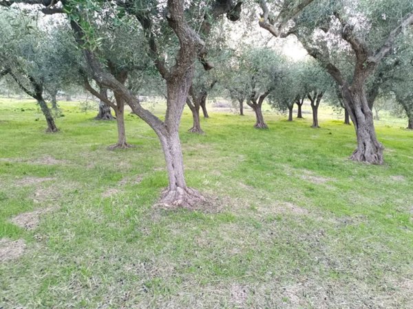 terreno agricolo in vendita a Treglio