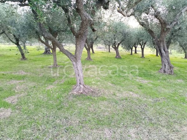terreno agricolo in vendita a Treglio