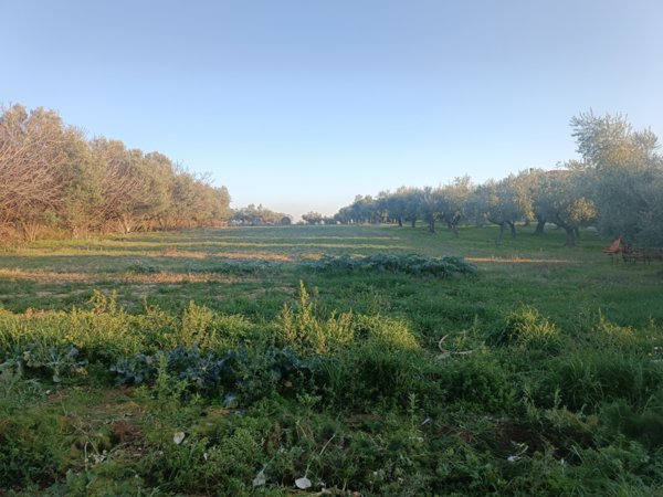 negozio in vendita a Treglio