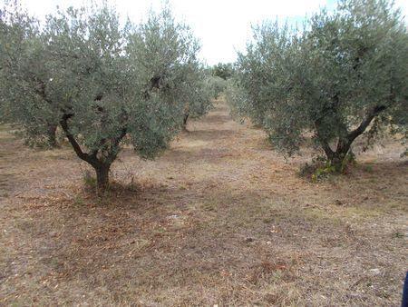 terreno agricolo in vendita a Treglio
