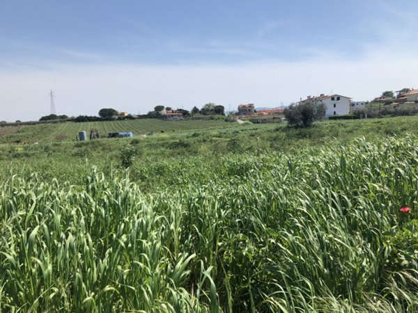 terreno agricolo in vendita a Vasto