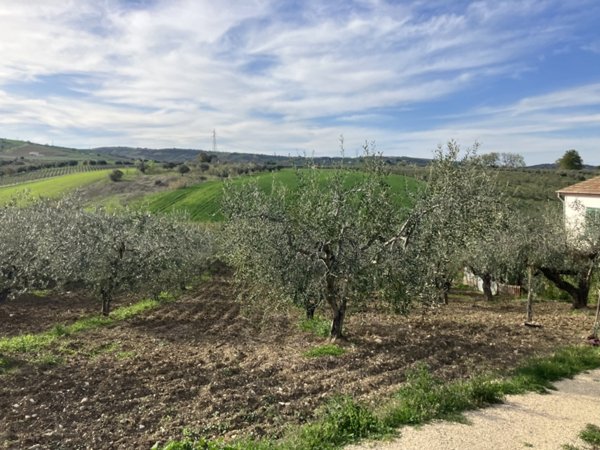 terreno agricolo in vendita a Vasto