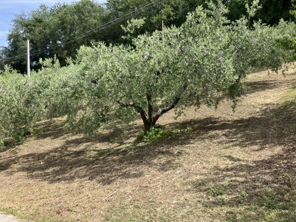 terreno agricolo in vendita a Vasto
