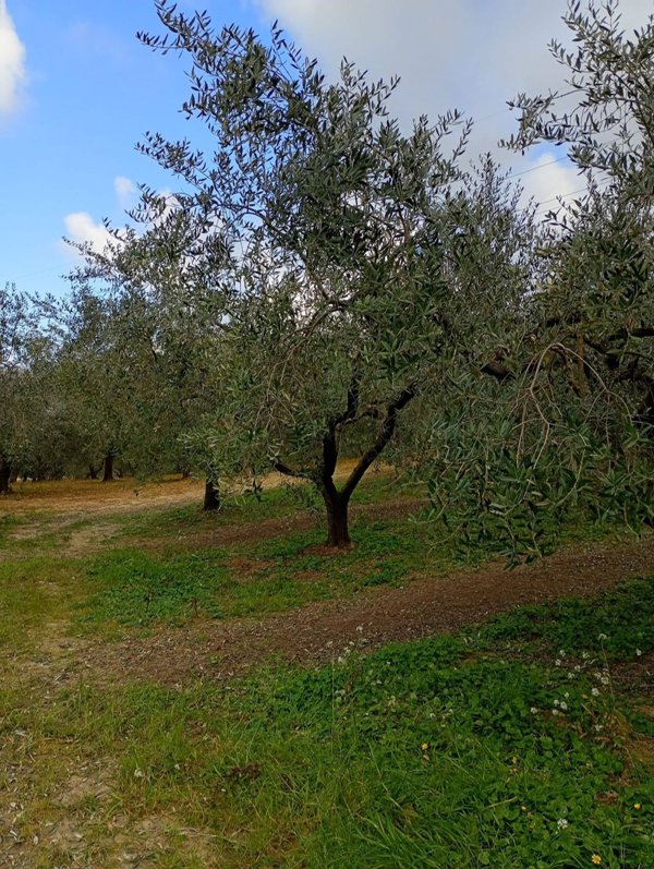 terreno agricolo in vendita a Vasto