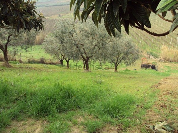 terreno agricolo in vendita a Vasto