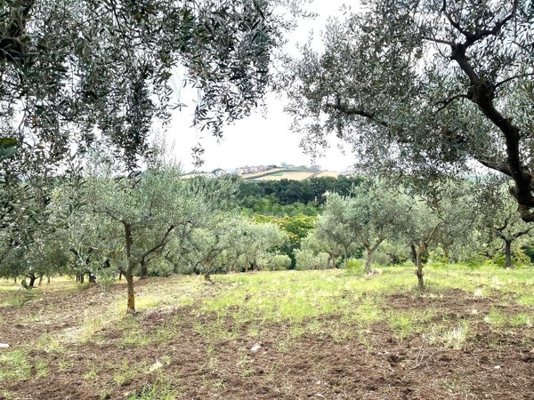 terreno agricolo in vendita a Vasto in zona San Nicola