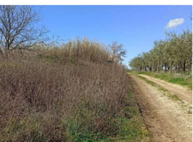 terreno agricolo in vendita a Villamagna