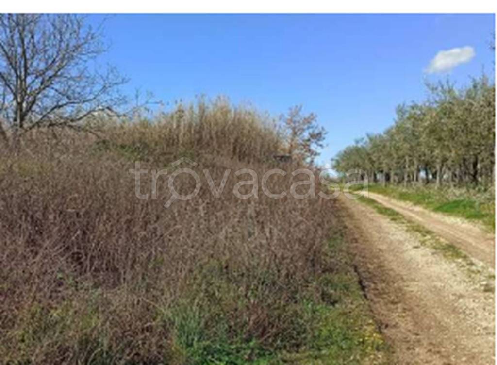 terreno agricolo in vendita a Villamagna