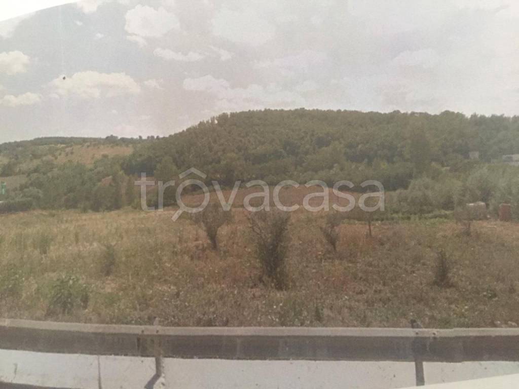 terreno agricolo in vendita a Campodipietra