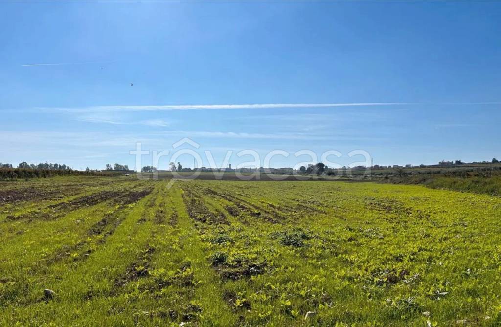 terreno agricolo in vendita a Campomarino in zona Nuova Cliternia