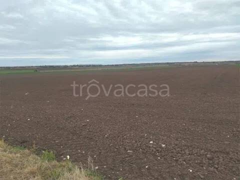 terreno agricolo in vendita a Campomarino in zona Nuova Cliternia