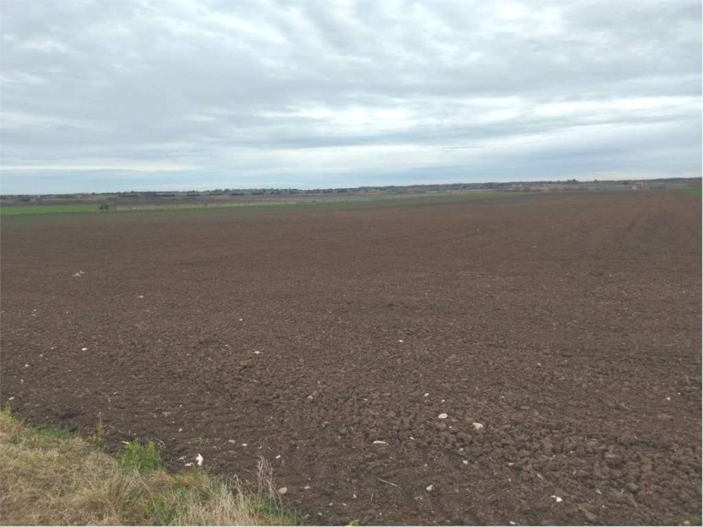 terreno agricolo in vendita a Campomarino in zona Nuova Cliternia