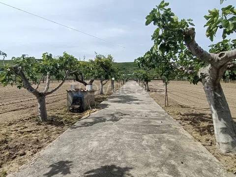 terreno agricolo in vendita a Campomarino