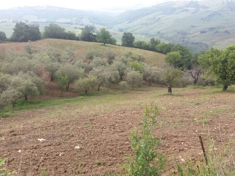 terreno agricolo in vendita a Guardialfiera