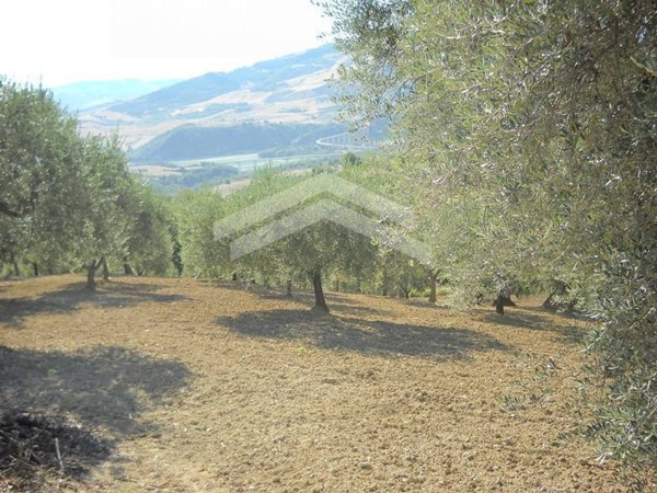 terreno agricolo in vendita a Guardialfiera