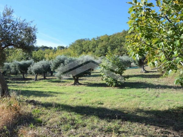 terreno agricolo in vendita a Guardialfiera